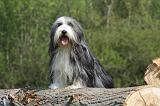 BEARDED COLLIE 139